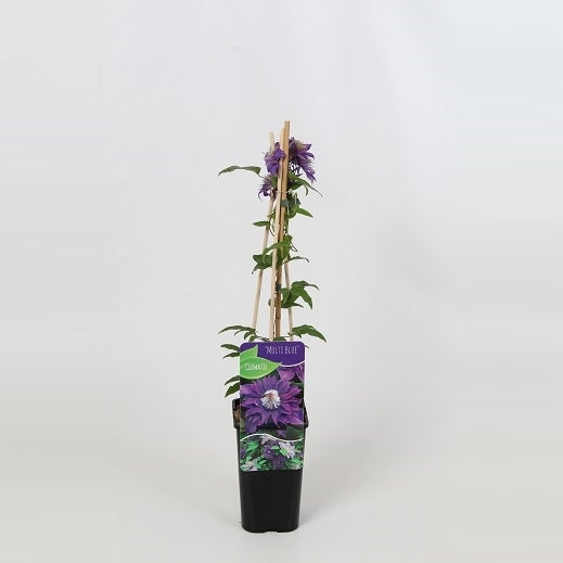 Clematis Multi Blue 60cm 14cm Pot
