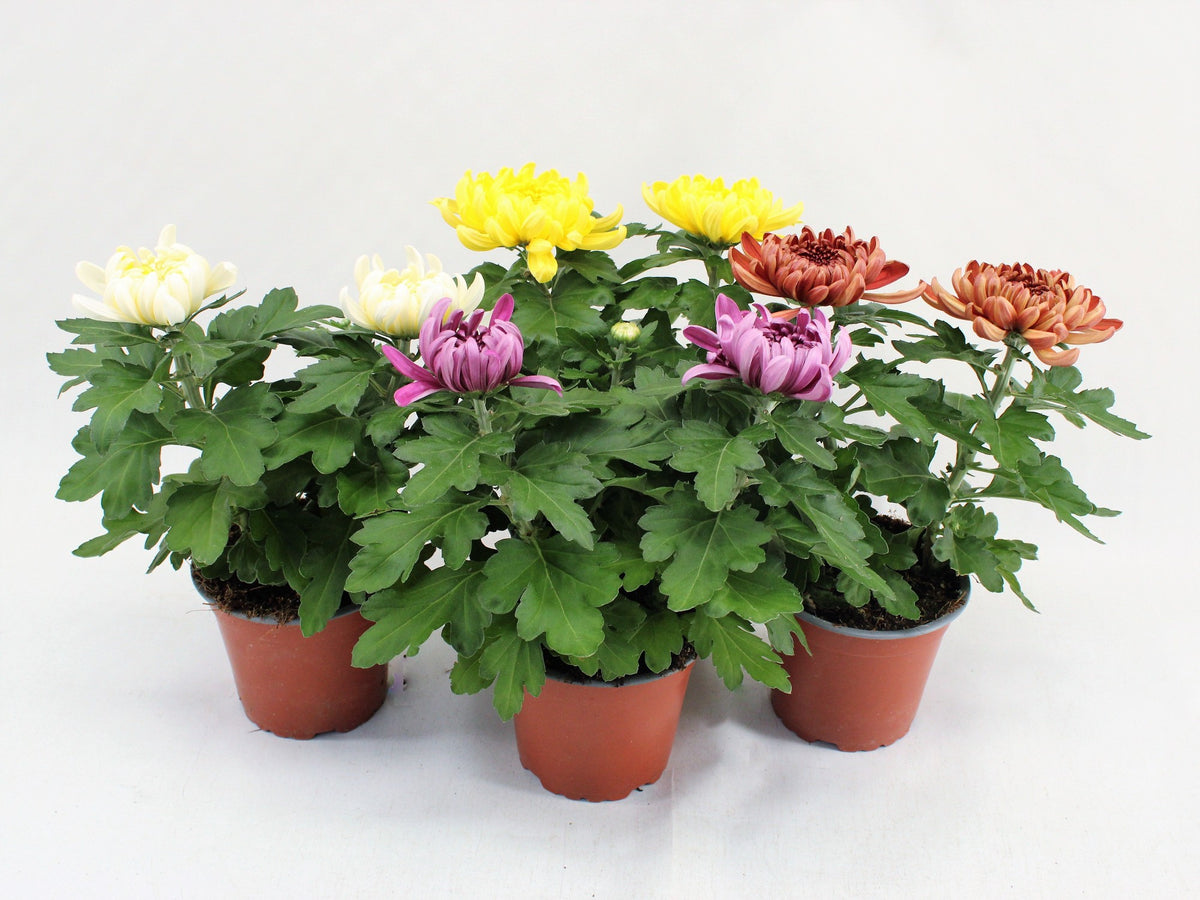 Chrysanthemum Cosmo mix 25cm 12cm Pot