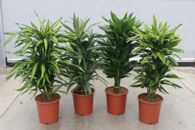Dracaena fragrans mix 120cm 27cm Pot