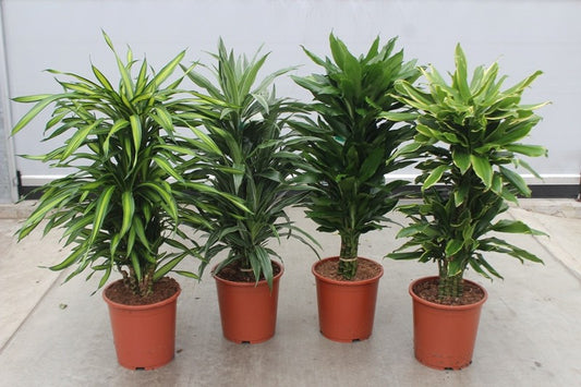 Dracaena fragrans mix 120cm 27cm Pot