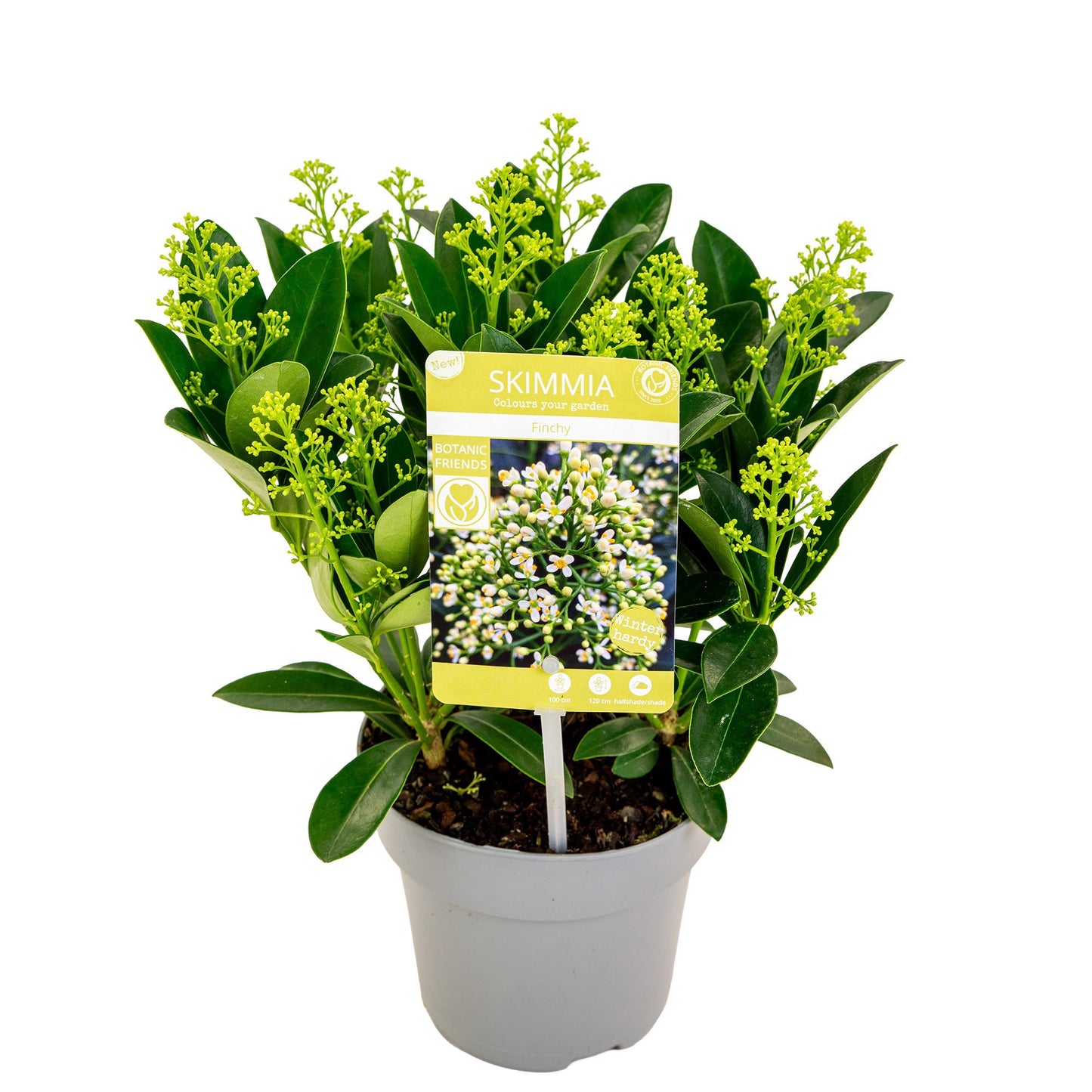 Skimmia japonica Finchy 20cm 15cm Pot