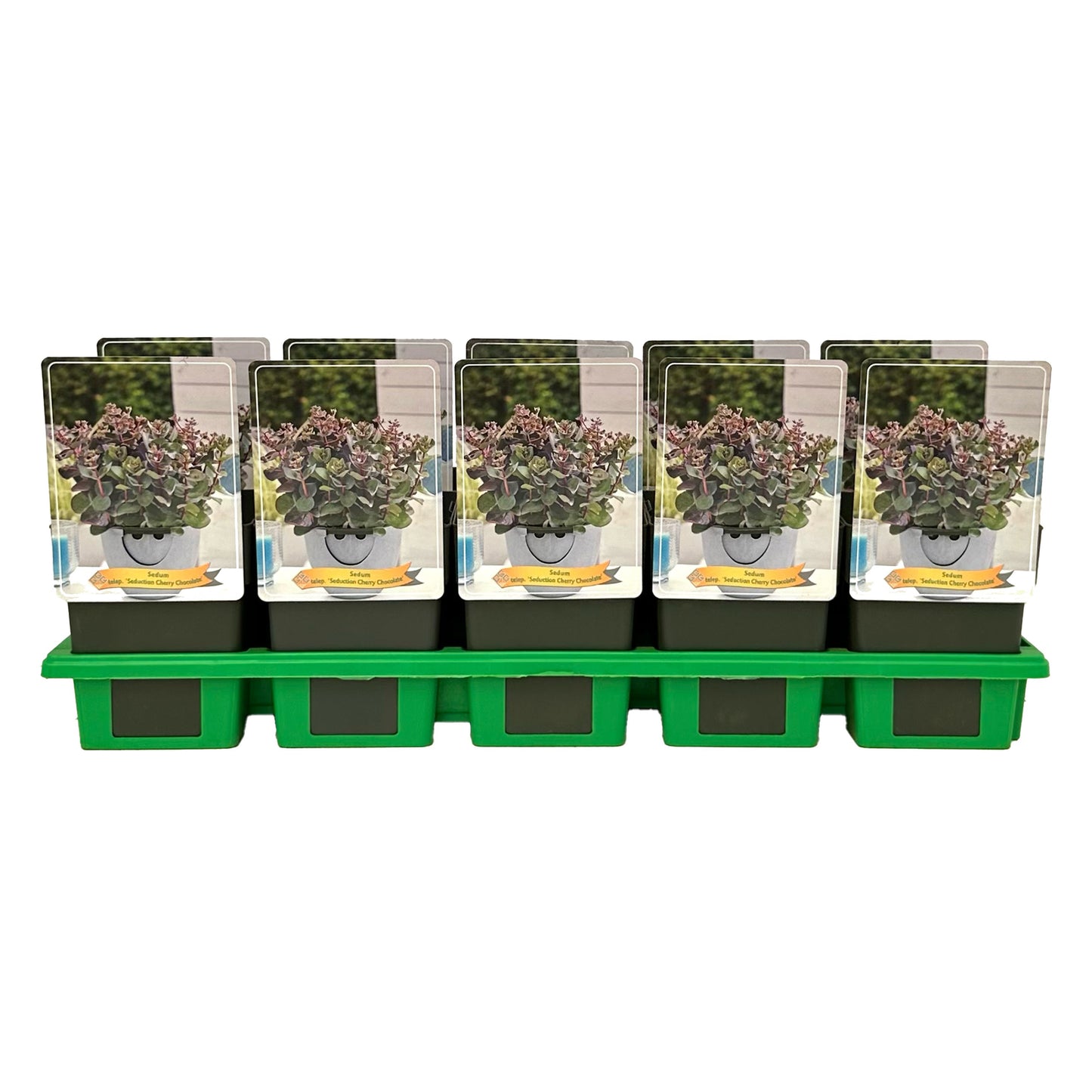 Gebr. Griffioen Sedum Seduction Cherry Chocolate Pack of 10