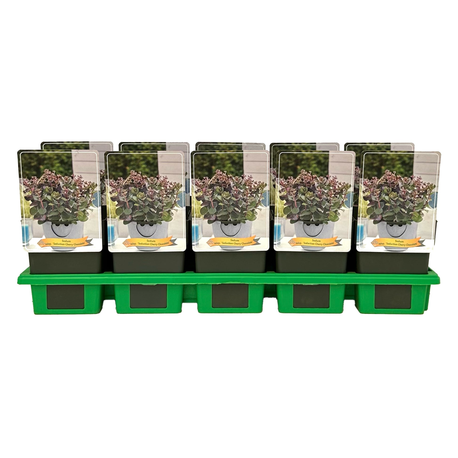 Gebr. Griffioen Sedum Seduction Cherry Chocolate Pack of 10