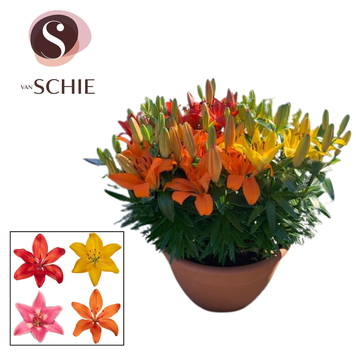 Lilium az. hybrid 40cm 35cm Pot