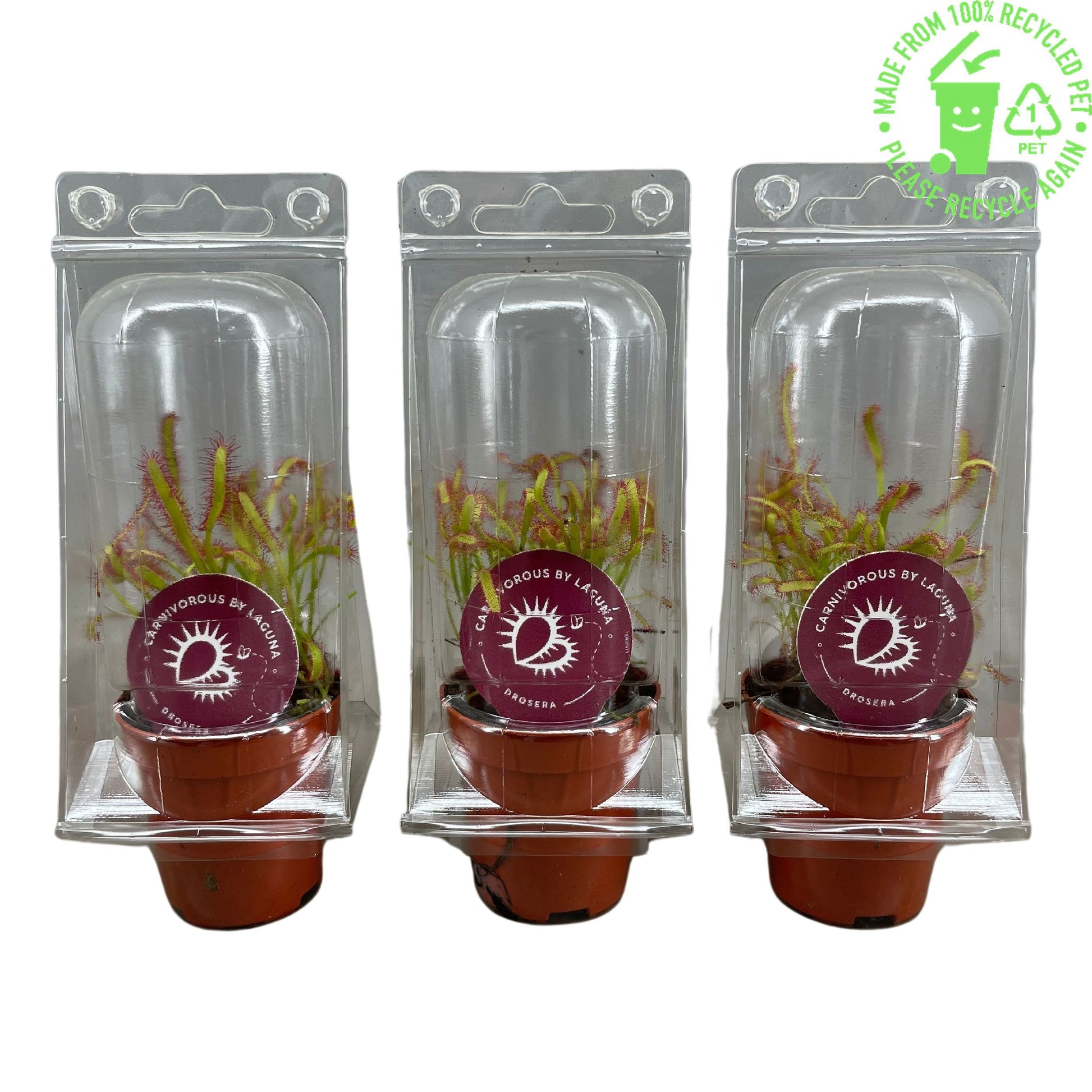Drosera mix 18cm 505cm Pot