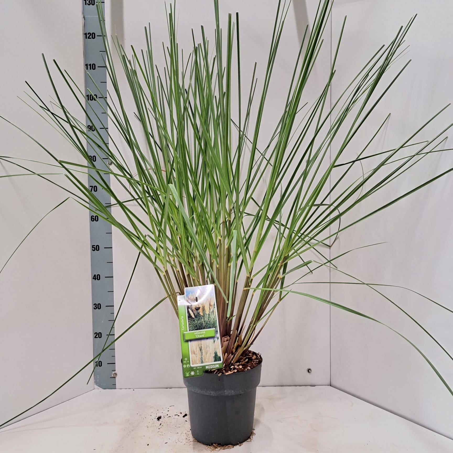 Cortaderia selloana 125cm 23cm Pot