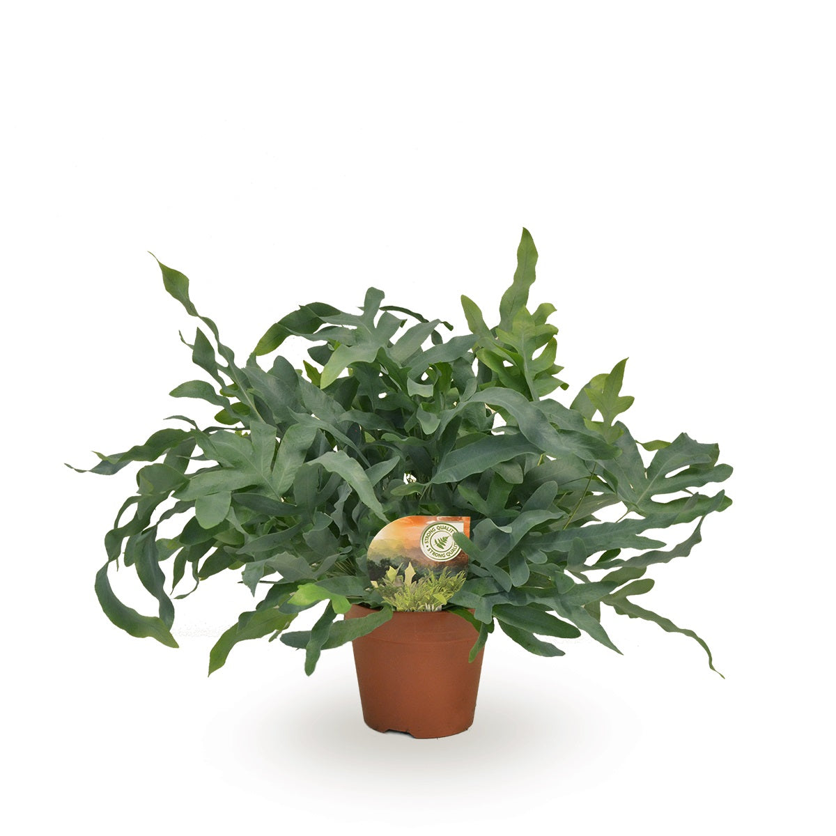 Phlebodium Blue Star 60cm 17cm Pot