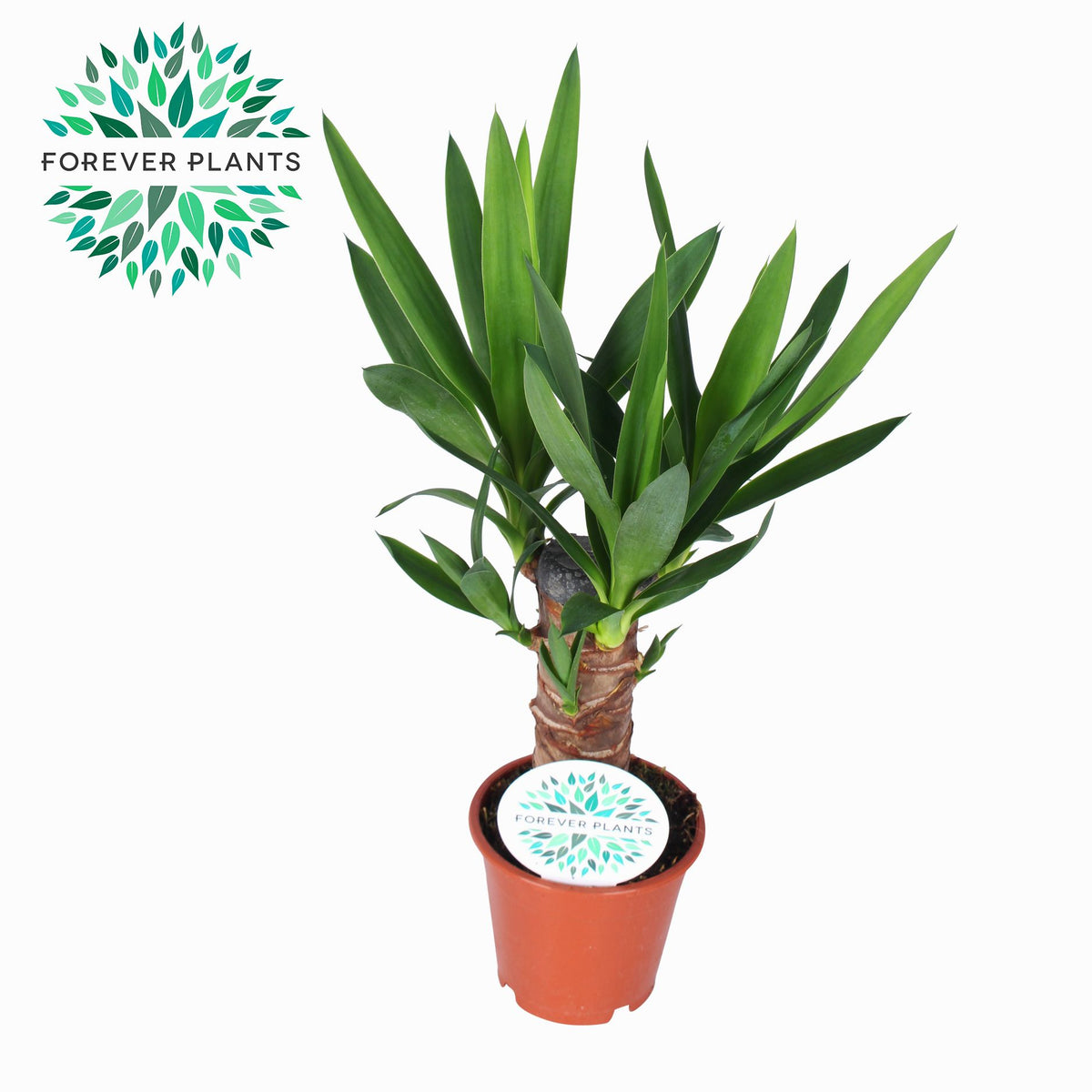 Yucca elephantipes 45cm 12cm Pot
