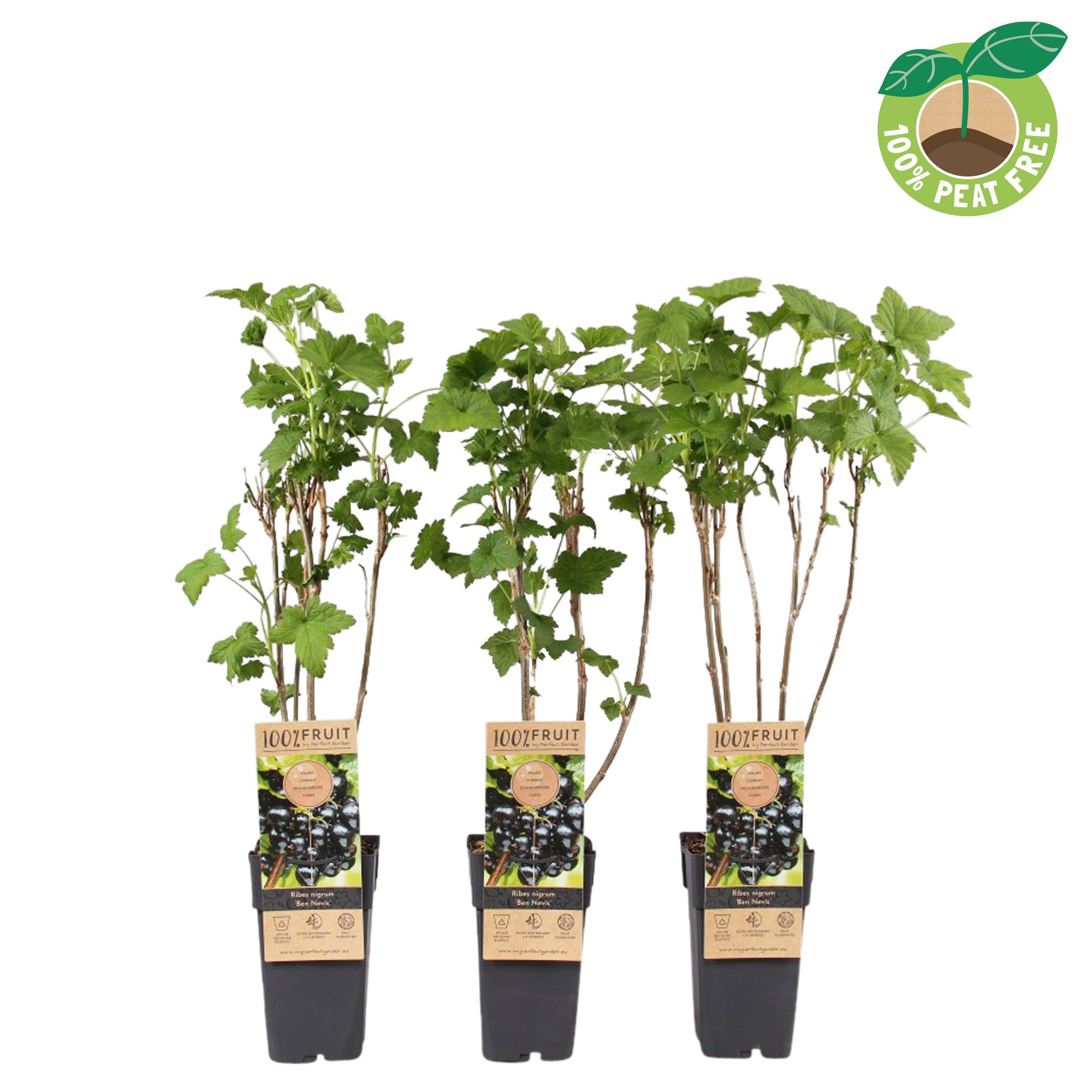 Ribes Ben Nevis (Blackcurrant) 40cm 15cm Pot