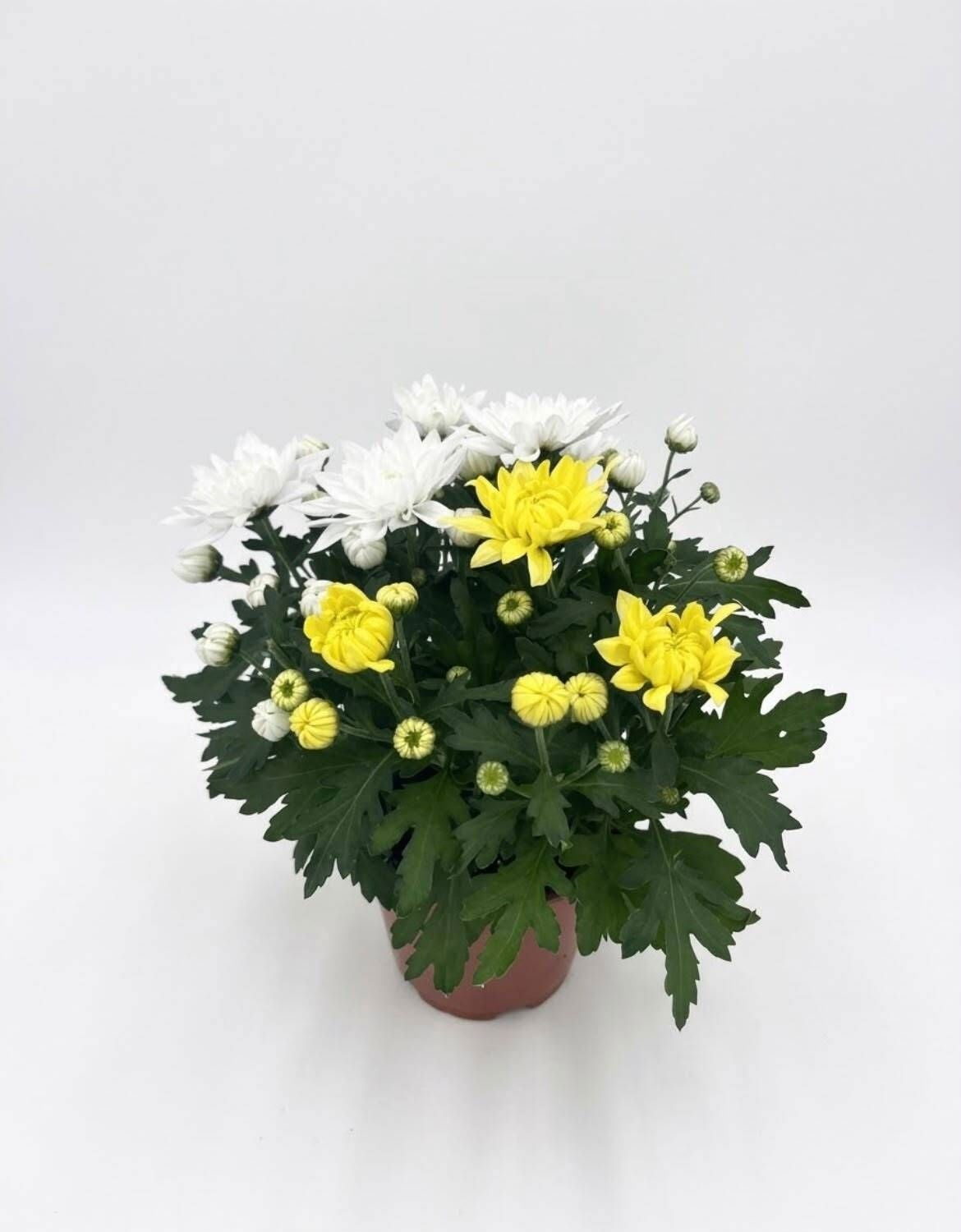 Chrysanthemum indicum 30cm 13cm Pot