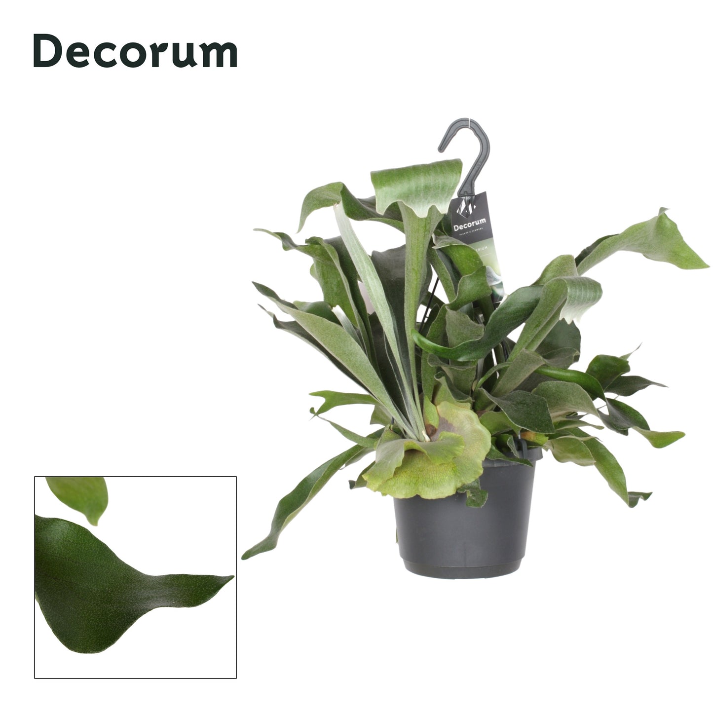 Platycerium bifurcatum 45cm 17cm Pot