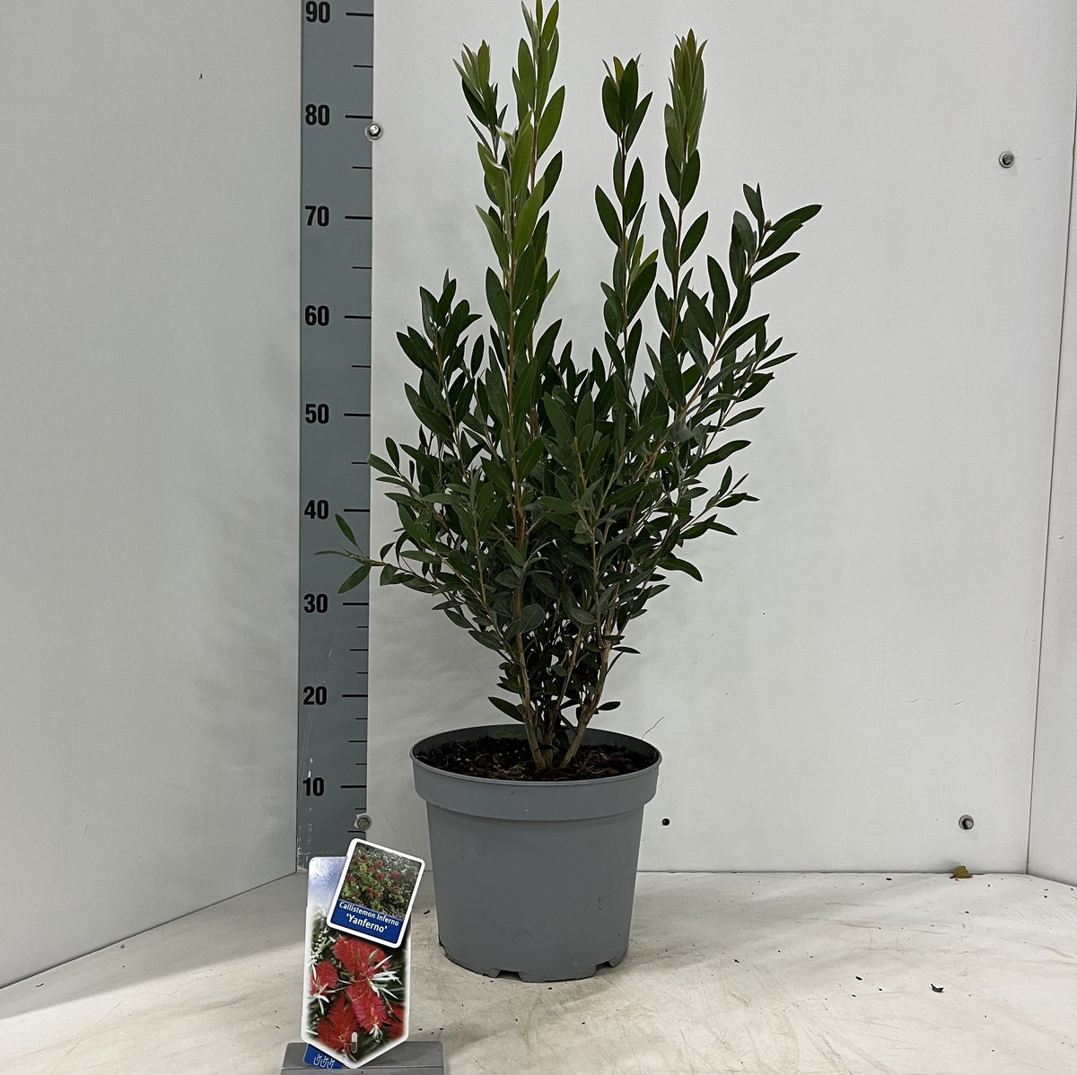 About Plants Zundert BV Callistemon citr. Splendens Pack of 1