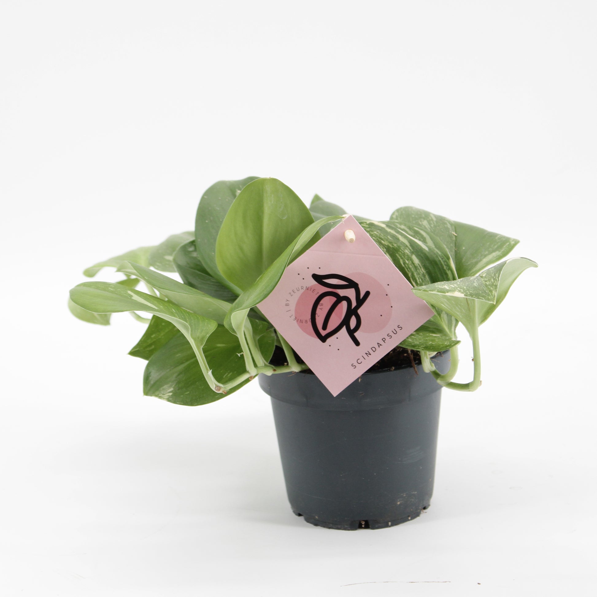 Scindapsus tre. Rubicon 20cm 12cm Pot