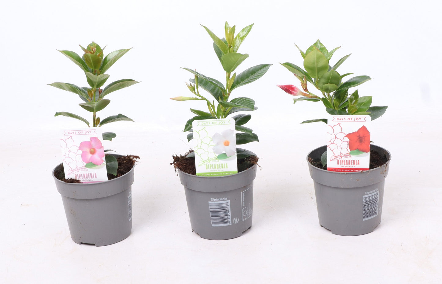 Mandevilla Rio mix 25cm 510cm Pot