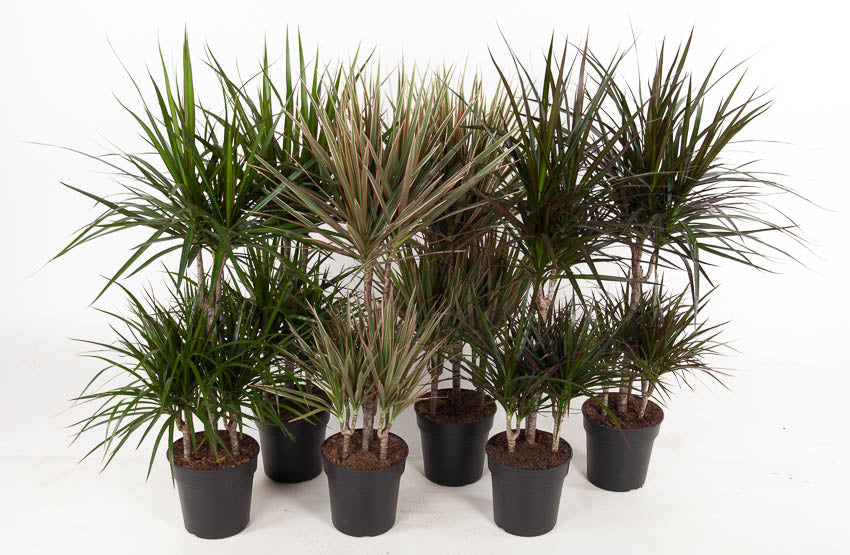 Dracaena mix 100cm 21cm Pot