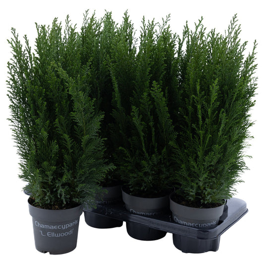 Chamaecyparis Ellwoodii 45cm 13cm Pot