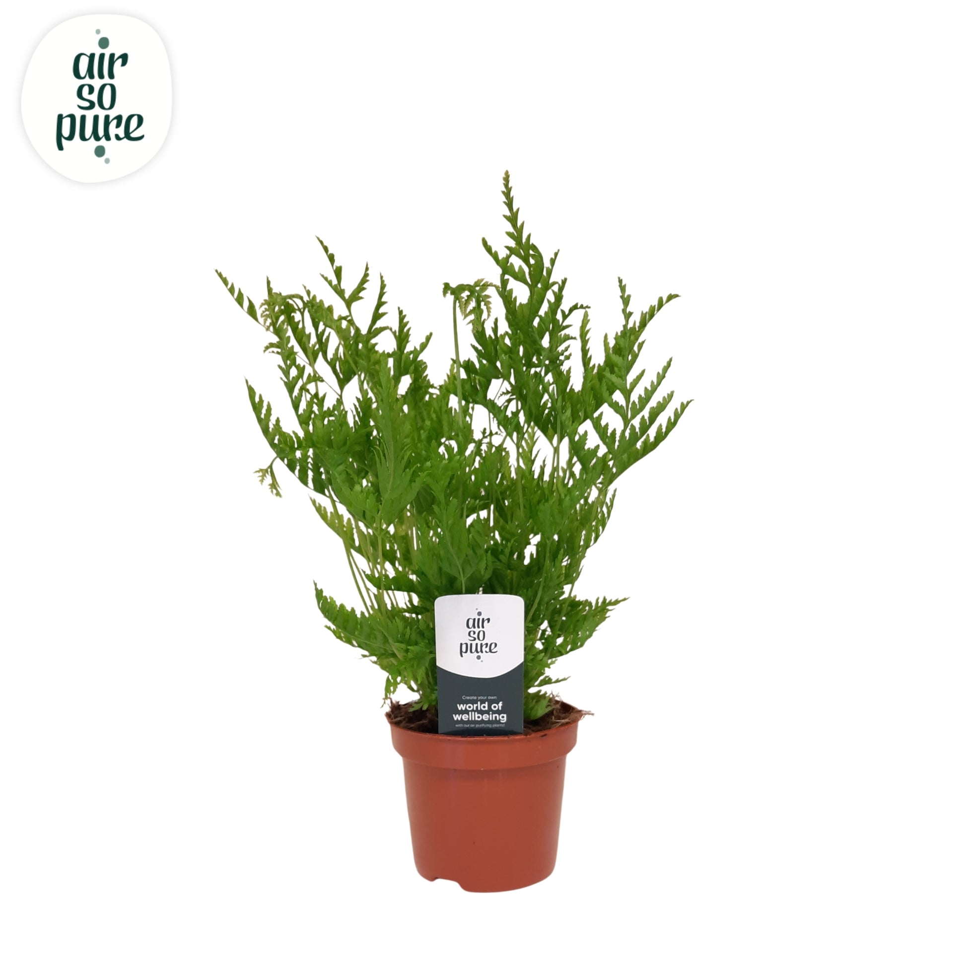 Pteris straminea 15cm 9cm Pot
