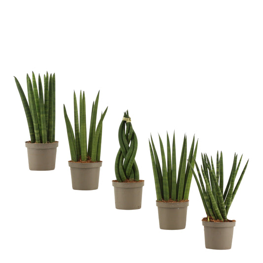 Sansevieria cylindrica 25cm 9cm Pot