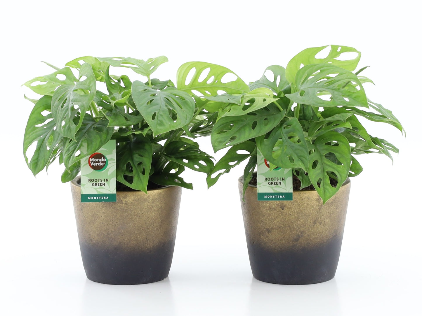 Monstera adansonii 25cm 13cm Pot