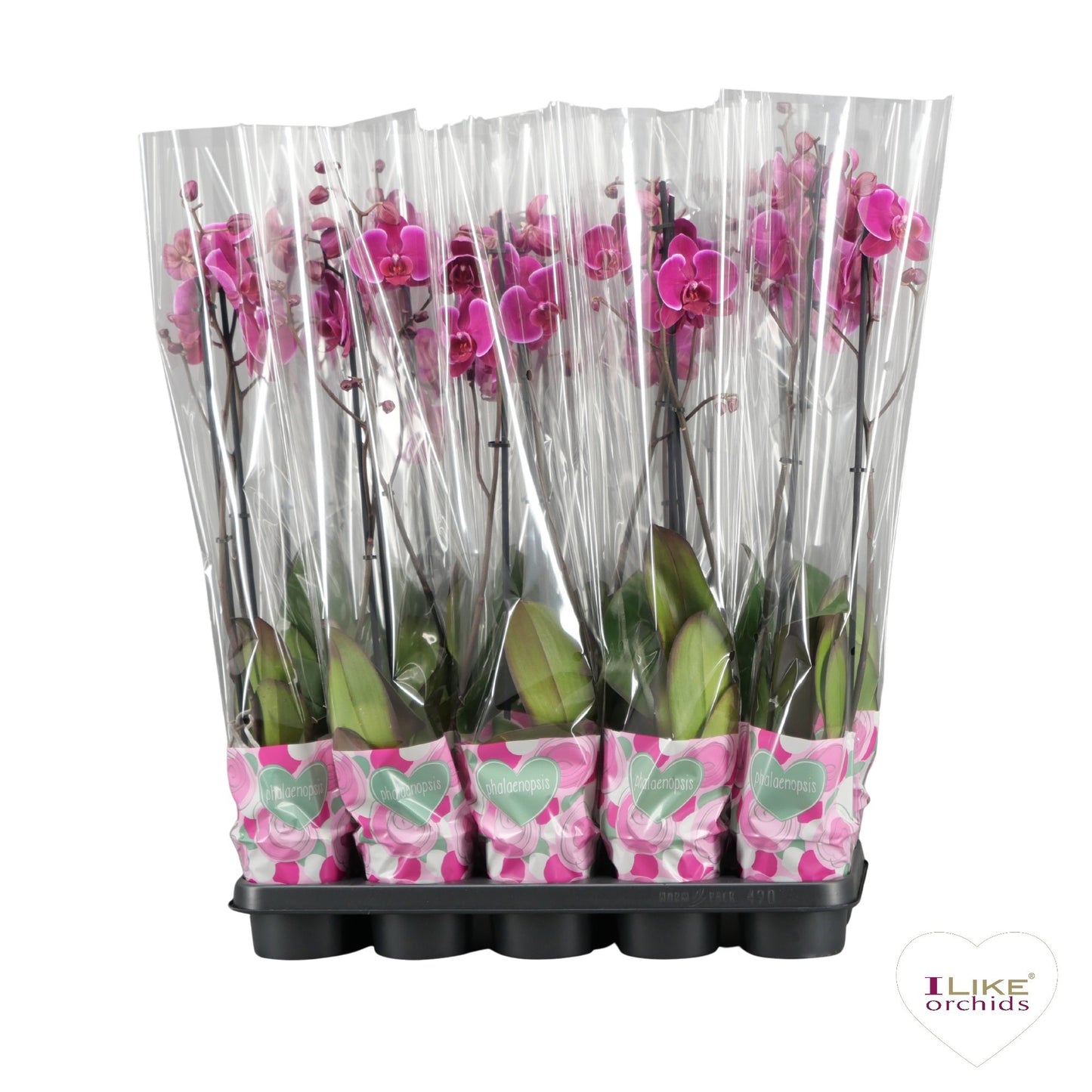 Phalaenopsis purple 75cm 12cm Pot