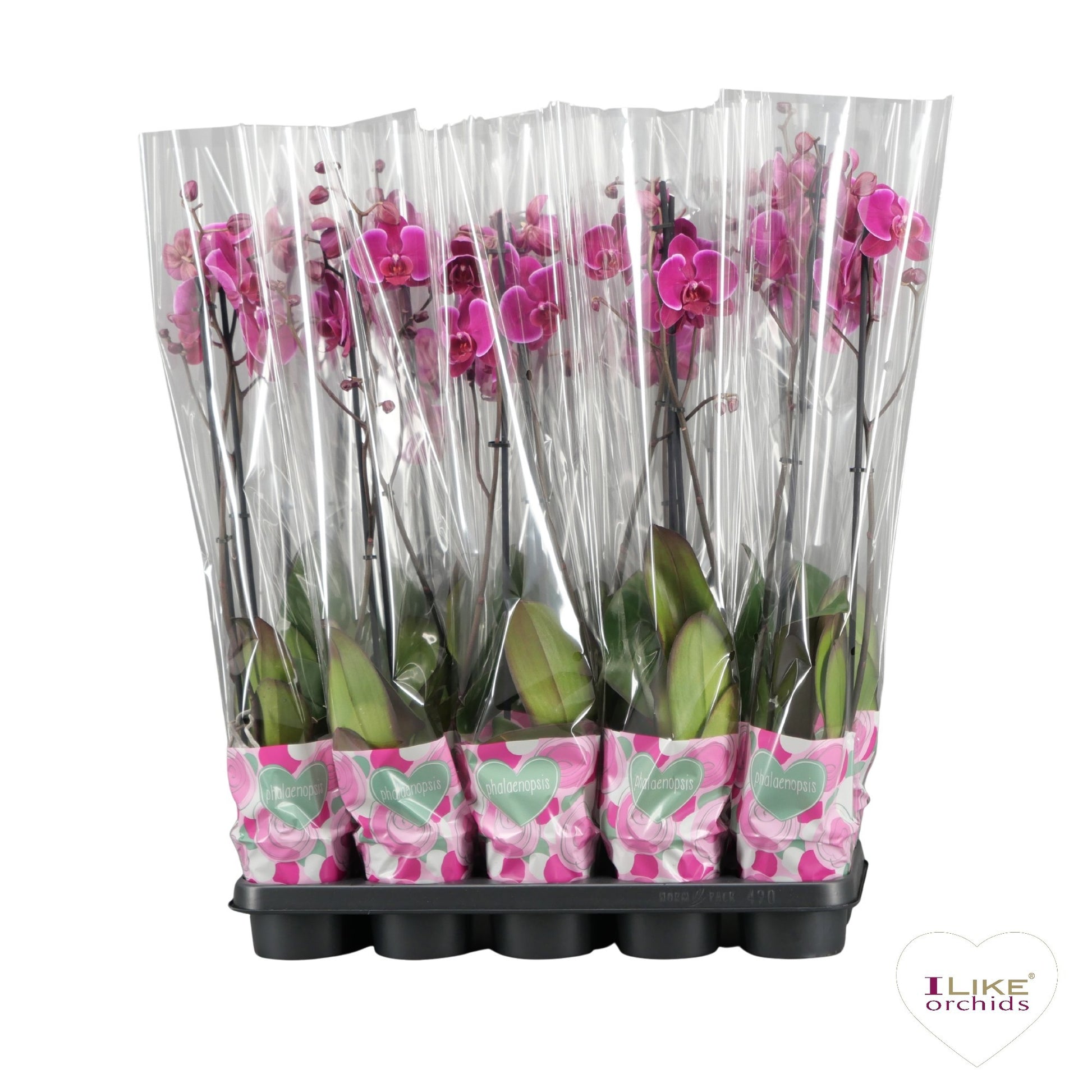 Phalaenopsis purple 75cm 12cm Pot