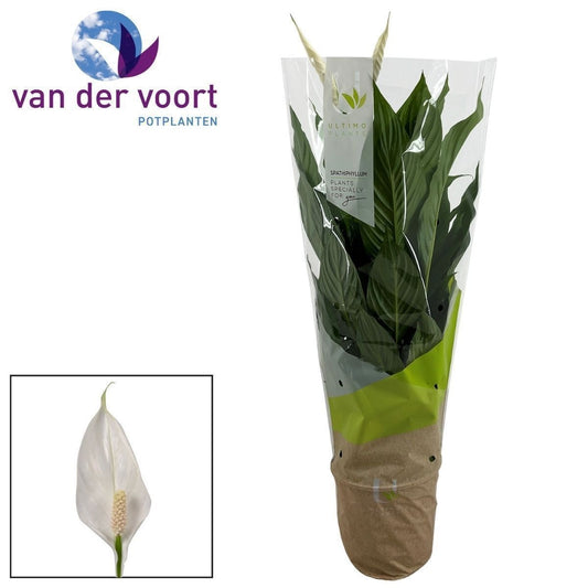 Spathiphyllum Vivaldi 85cm 17cm Pot