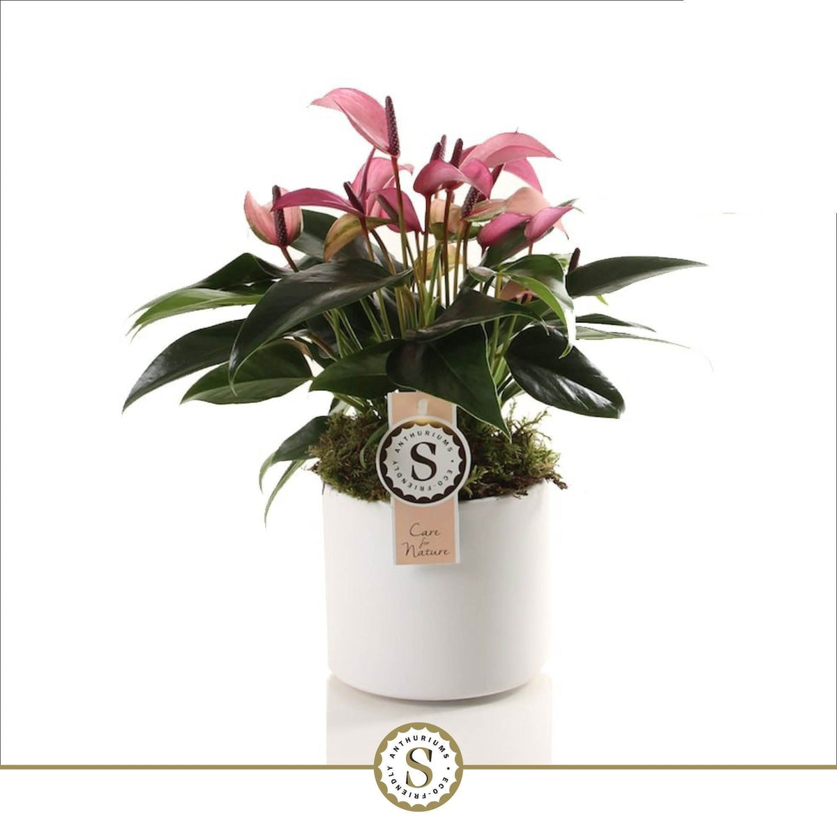 Anthurium Zizou 40cm 12cm Pot