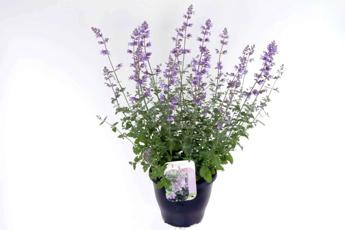 Nepeta faa. Walker's Low 70cm 23cm Pot
