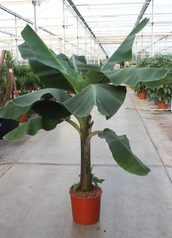 Musa Dwarf Cavendish 220cm 34cm Pot