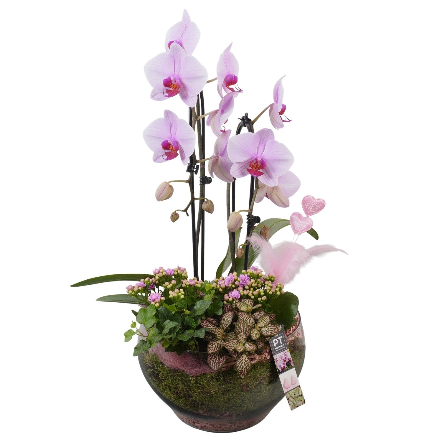 Indoor arrangement 60cm 26cm Pot