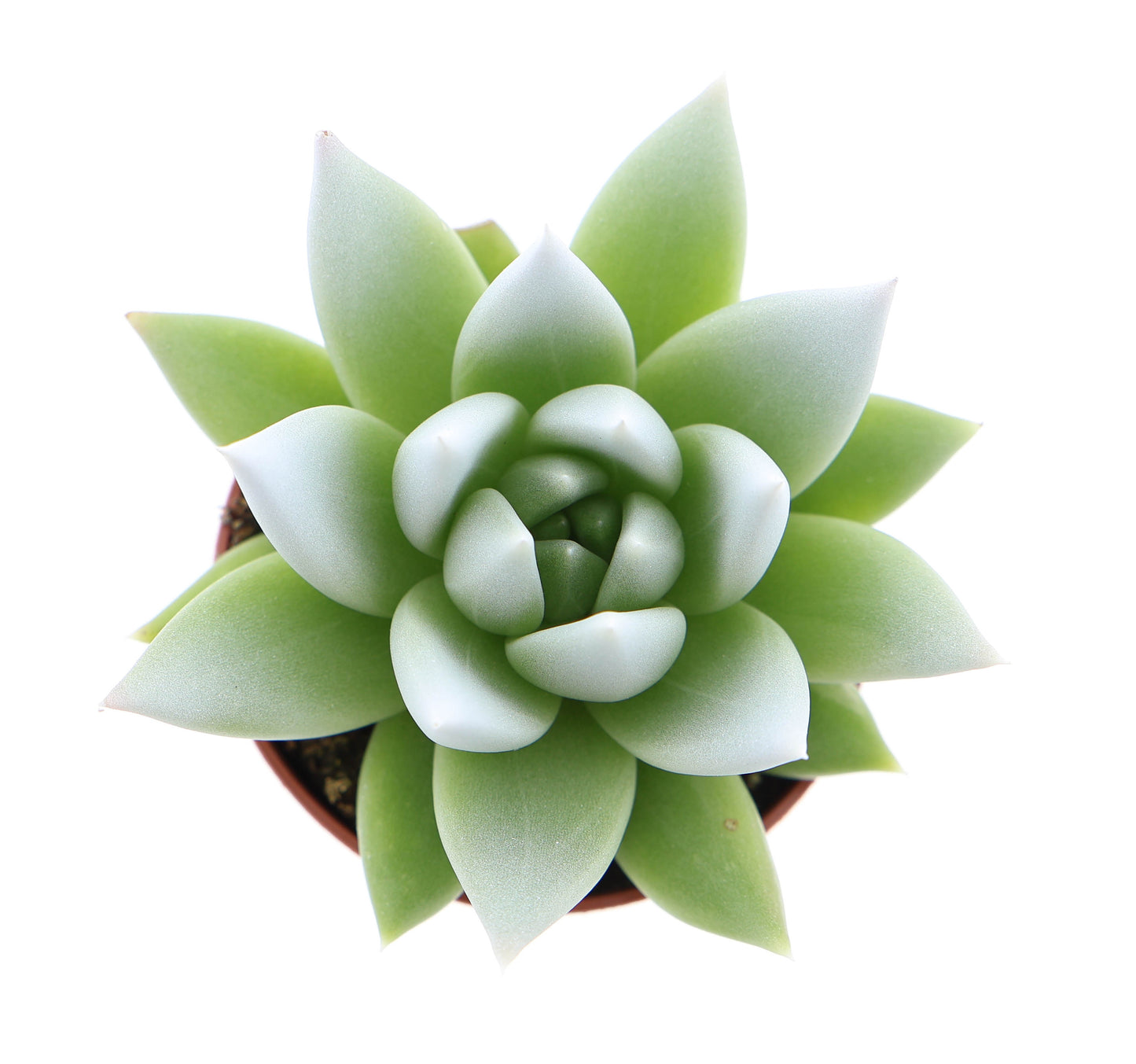 Miranda tips white 8cm 5.5cm Pot