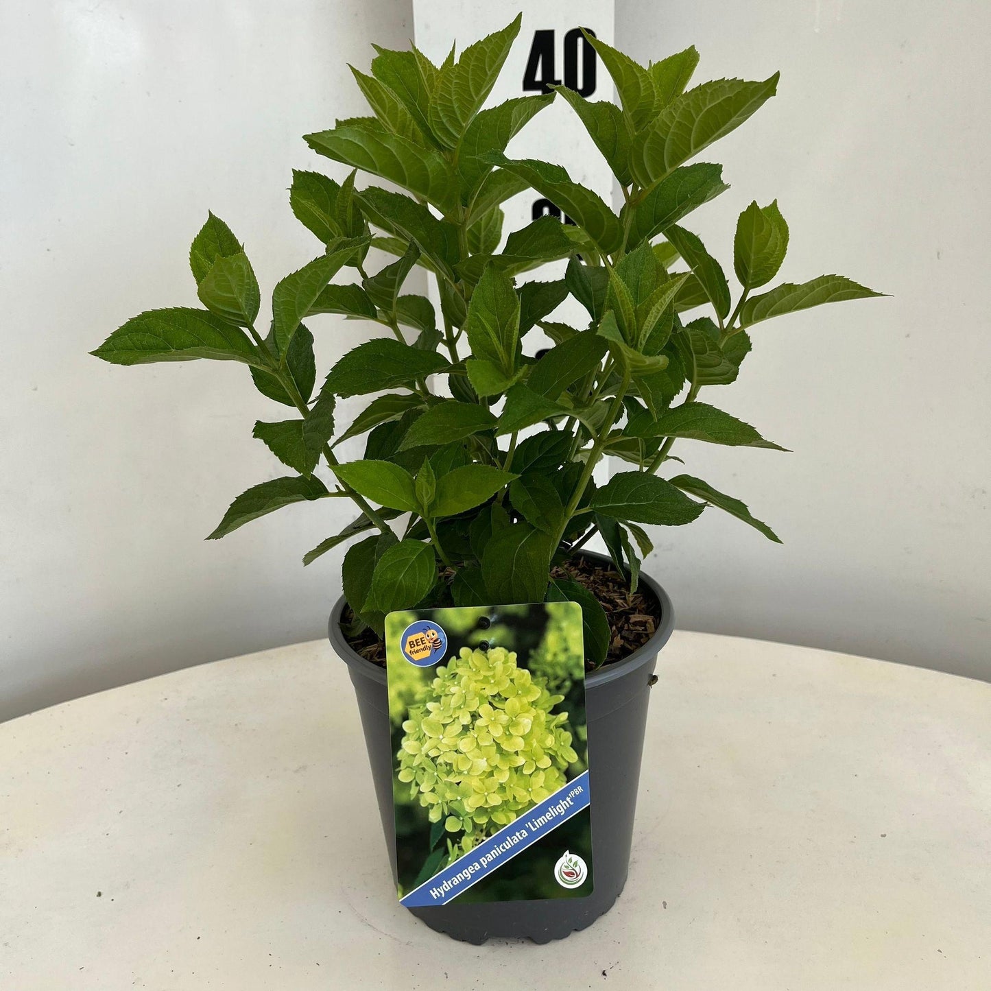 Hydrangea pan. Limelight 30cm 17cm Pot