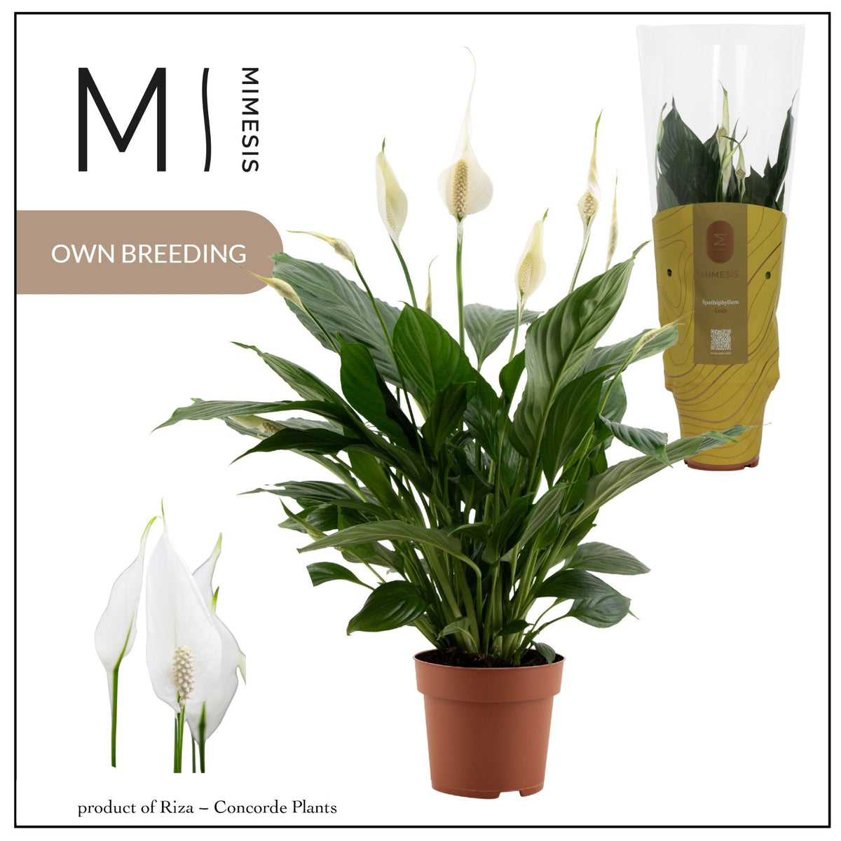 Spathiphyllum Pico Cupido 50cm 13cm Pot