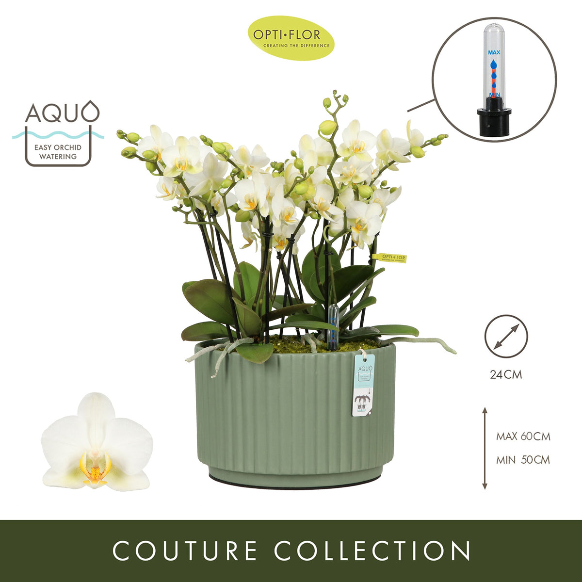 Arrangementen Phalaenopsis multiflora H% 24cm Pot