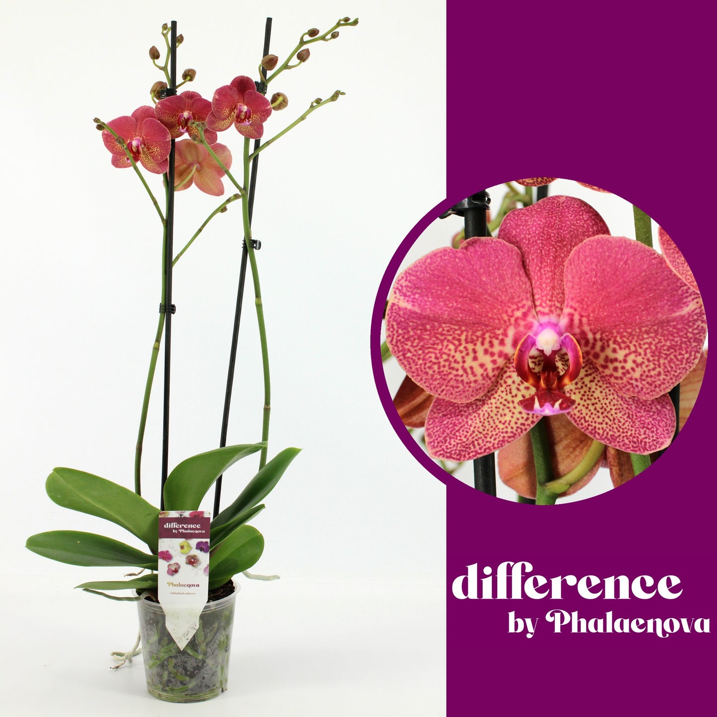 Phalaenopsis red 65cm 12cm Pot