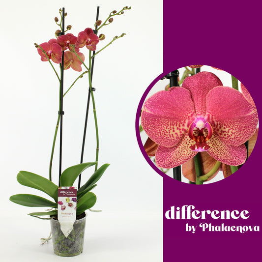 Phalaenopsis red 65cm 12cm Pot