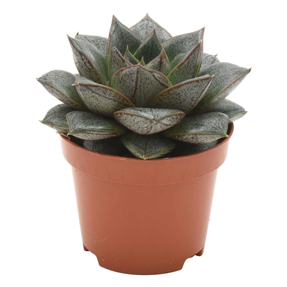Echeveria Purpusorum 8cm 6cm Pot