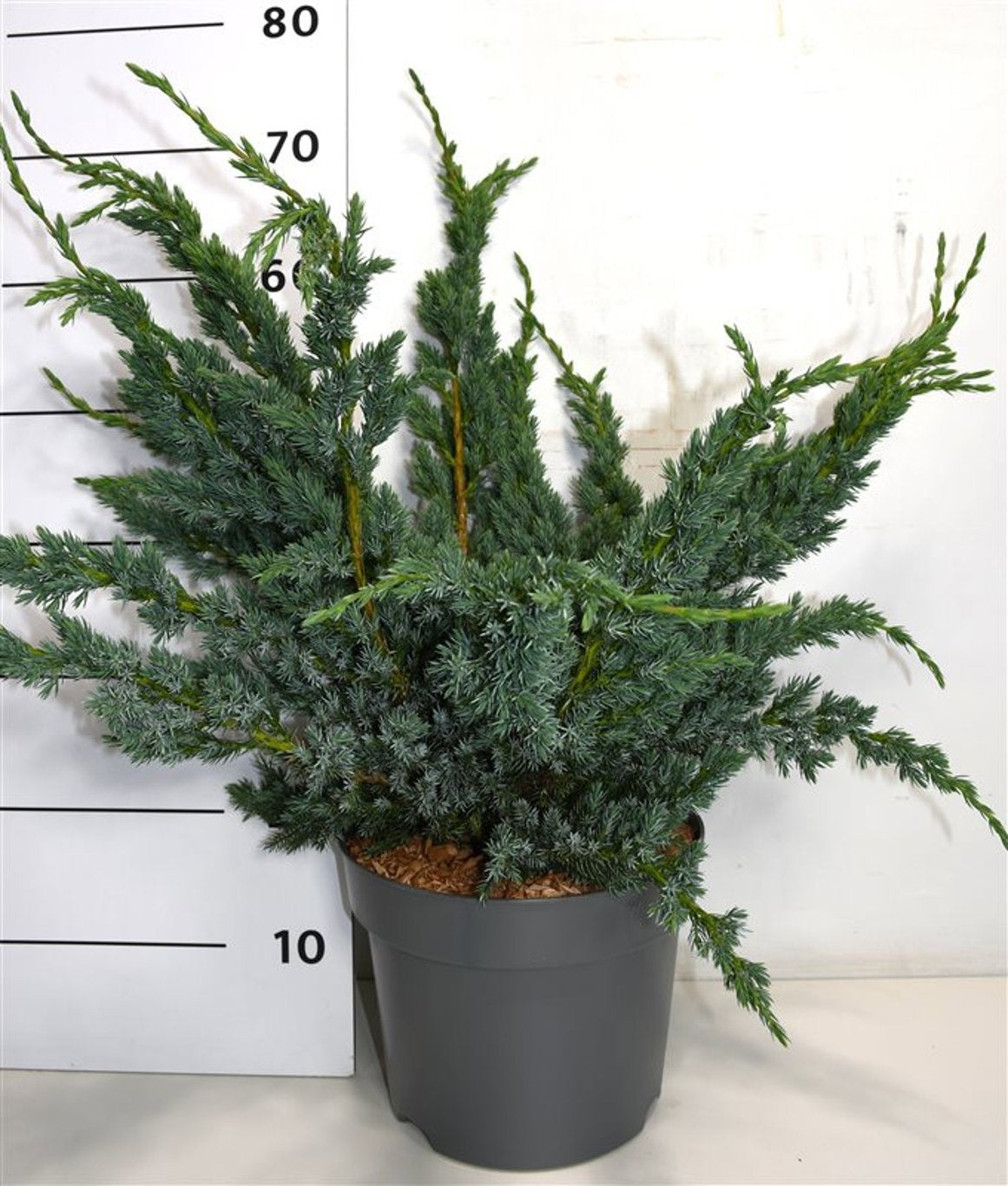 Juniperus Meyeri 50cm 26cm Pot