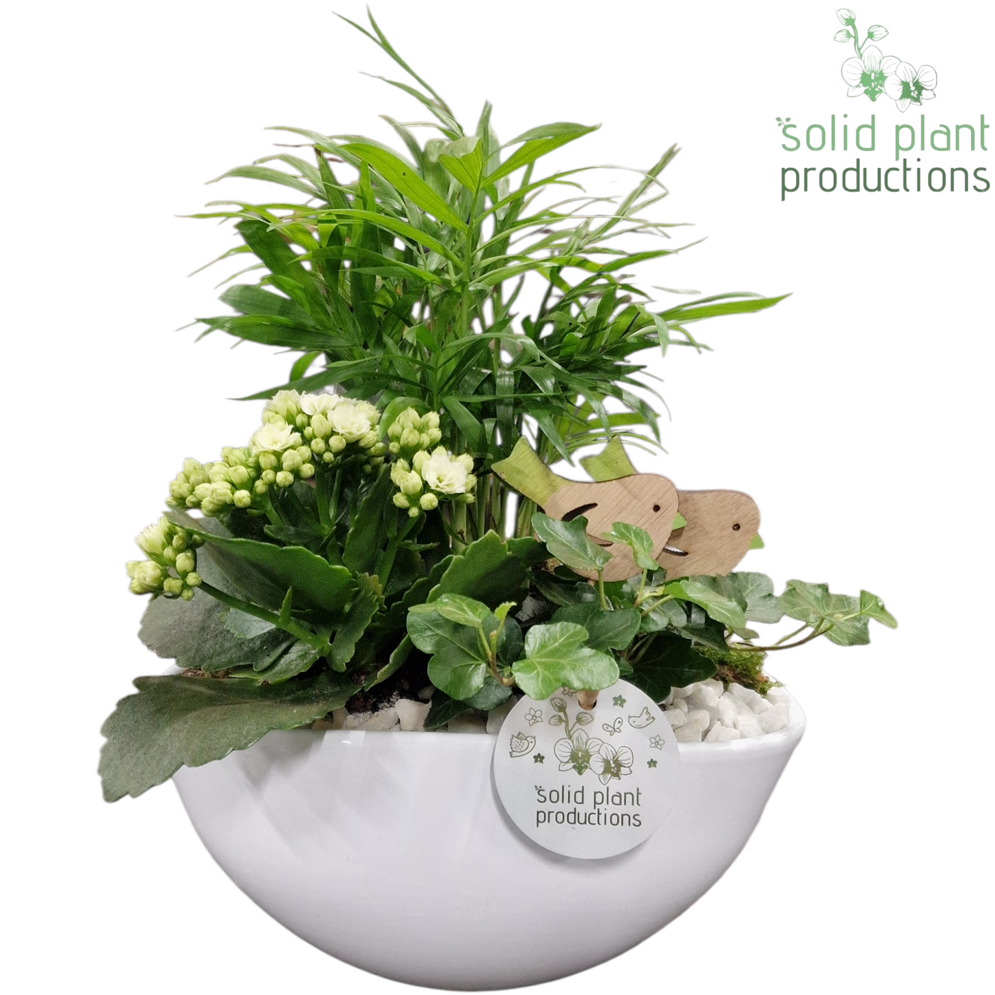 Solid Plant Productions CH005 Evelyn White Pack of 4