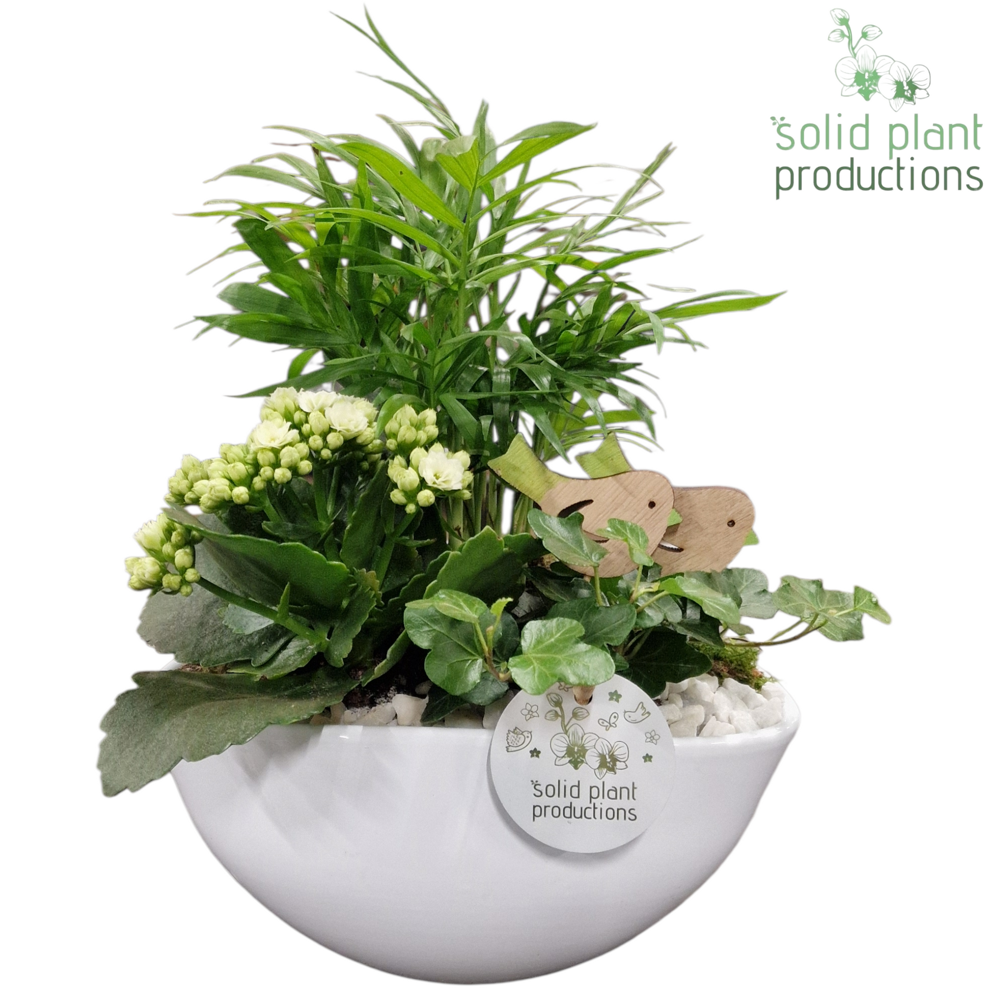 Solid Plant Productions CH005 Evelyn White Pack of 4