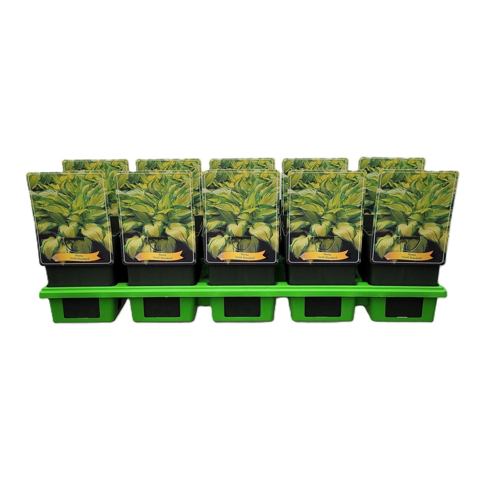 Hosta for. Gold Standard 25cm 11cm Pot