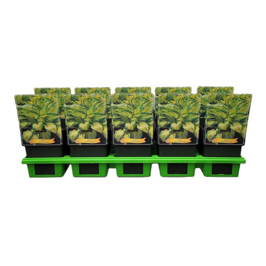 Hosta for. Gold Standard 25cm 11cm Pot