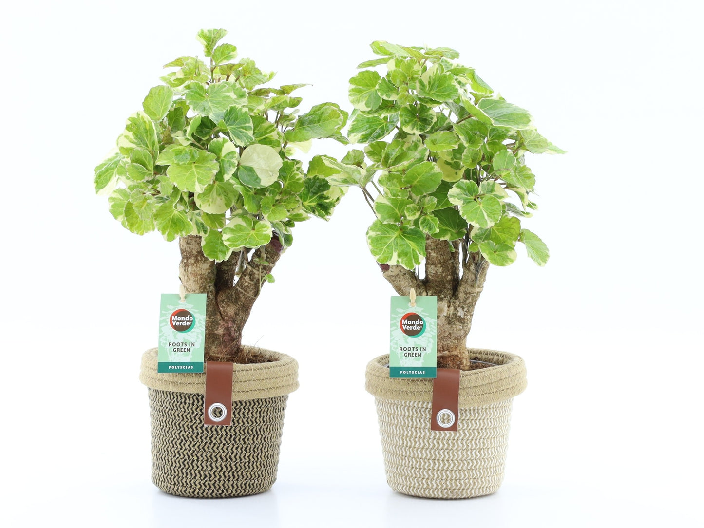 Polyscias scut. Balfourii 40cm 14cm Pot