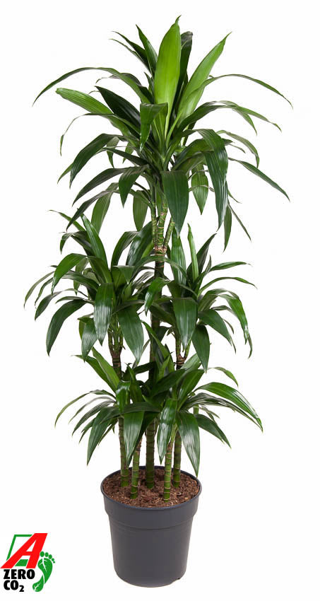 Dracaena frag. Janet Craig caroussel 150cm 31cm Pot