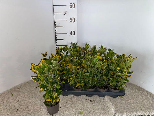 Euonymus Aureus 15cm 9cm Pot
