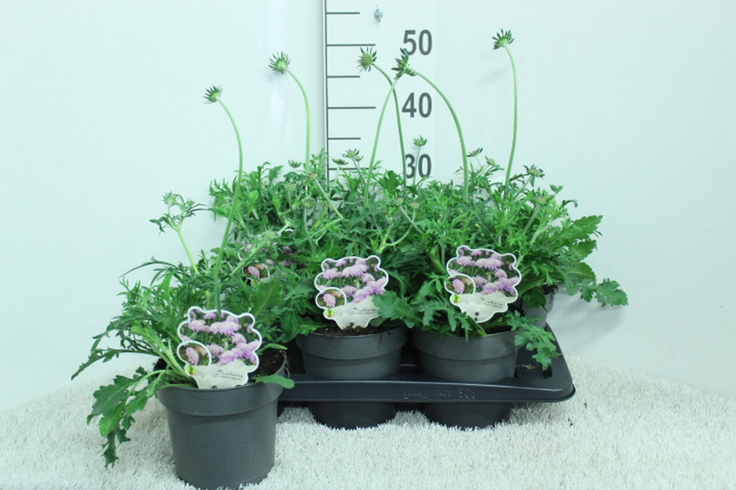 Scabiosa Pink Mist 45cm 17cm Pot