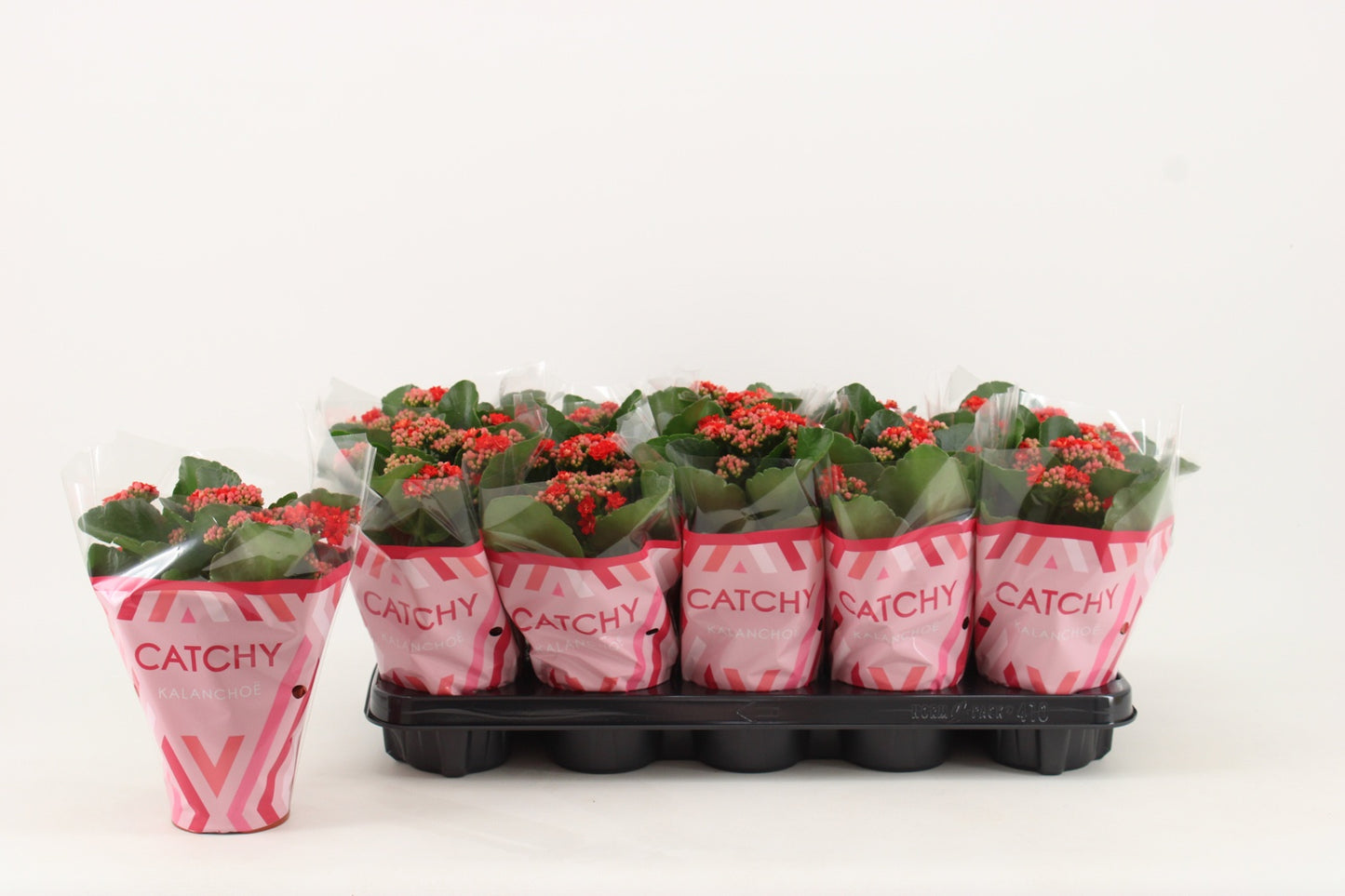 Kalanchoe Rosalina Amador Red 23cm 510cm Pot