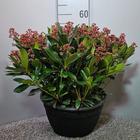 Skimmia japonica Rubella 55cm 32cm Pot