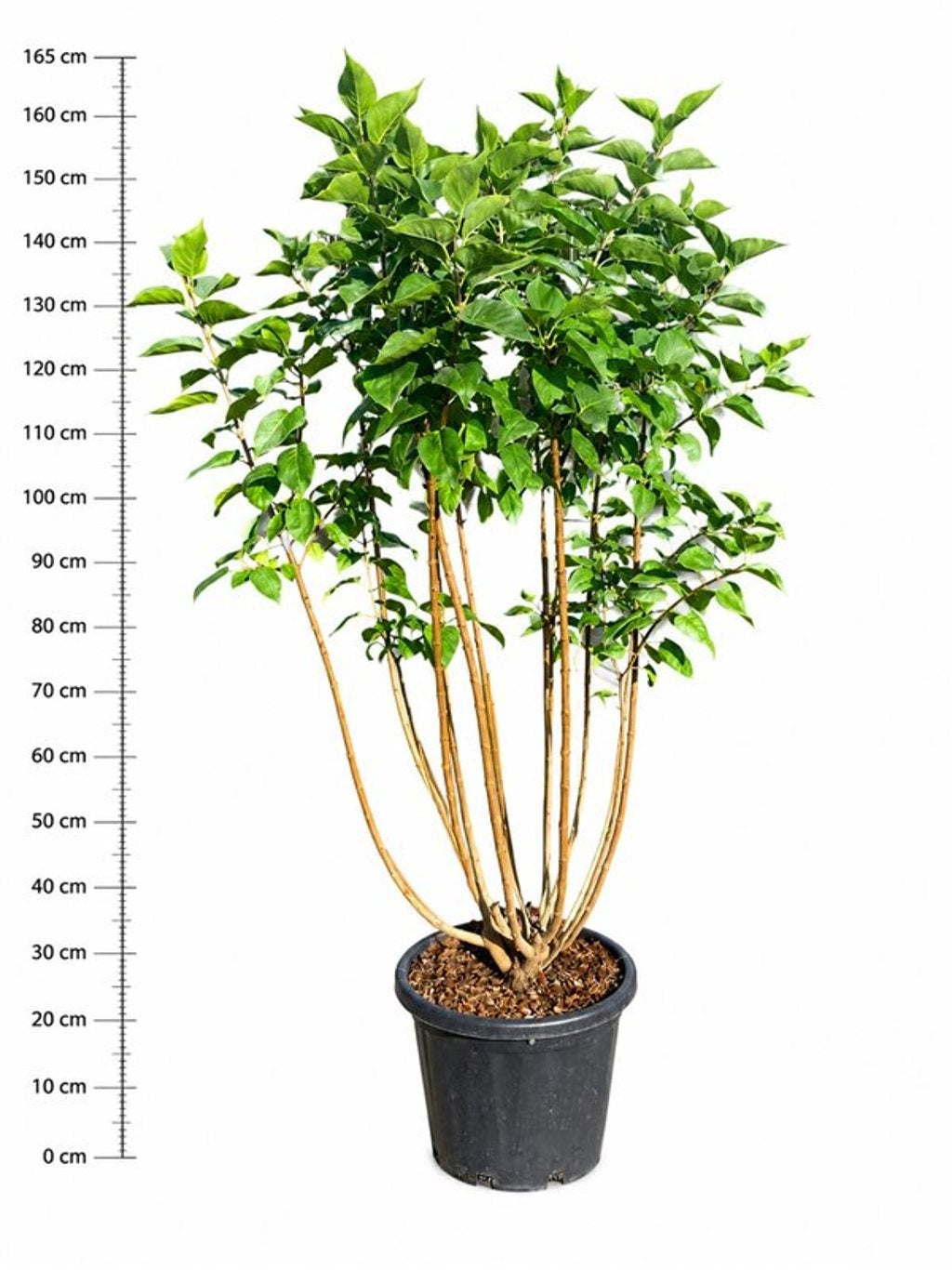 Bloemenkampen BV, Hkw. de Syringa vulgaris Michel Buchner Pack of 1