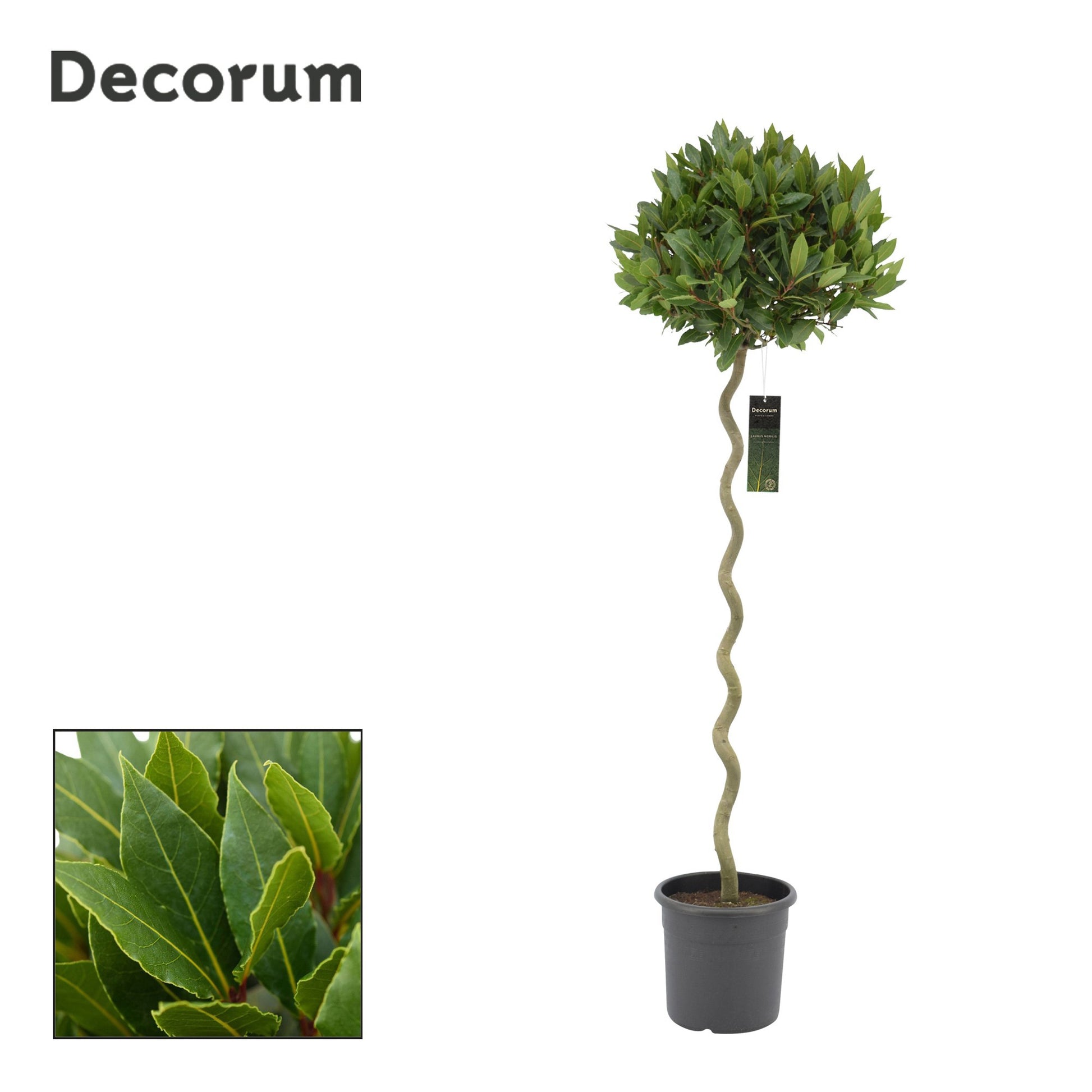Laurus nobilis 160cm 25cm Pot